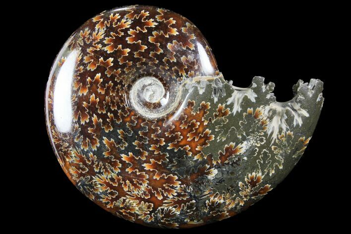 Polished, Agatized Ammonite (Cleoniceras) - Madagascar #94264